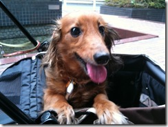 ユニ♀10歳(カニヘンダックスフンド ユニ♀10歳(カニヘンダックスフンド