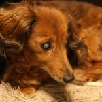 2,012年12歳のユニ