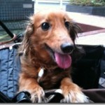 うちの娘ユニ♀カニヘン　大丈夫そうでよかった