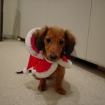 うちの娘♀ユニ うちの娘♀ユニ