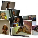 ちょっと面白いからフォトアルバム