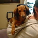 うちの娘♀の若い時ｗ