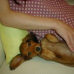 うちの娘♀ユニが！ヘルニアかぁ？Orz