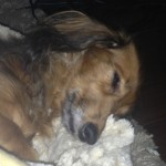 最近うちの娘♀Uni（カニヘンダックス）寝たきり